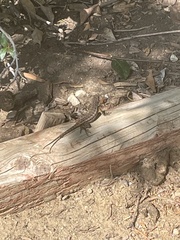 Sceloporus occidentalis