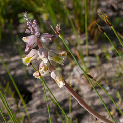 Lachenalia variegata