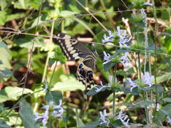 Papilio ophidicephalus