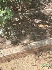 Sceloporus occidentalis