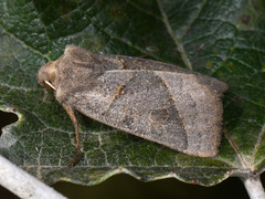 Mesogona oxalina