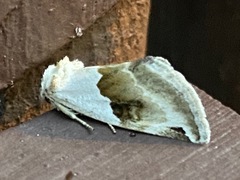 Plagiomimicus dimidiata