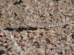 Meroles suborbitalis