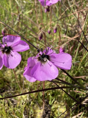 Drosera pauciflora Banks ex DC.