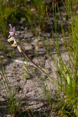 Lachenalia variegata