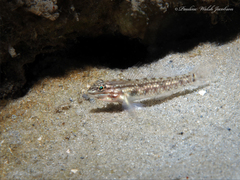 Coryphopterus glaucofraenum