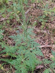 Ambrosia artemisiifolia