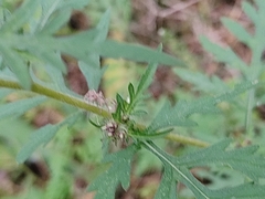 Ambrosia artemisiifolia