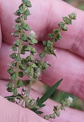 Ambrosia artemisiifolia