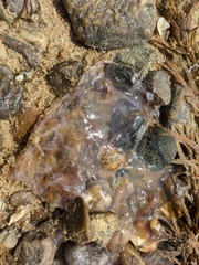 Chrysaora chesapeakei