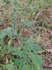 Ambrosia artemisiifolia