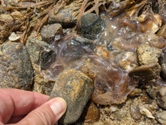 Chrysaora chesapeakei