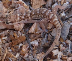 Pachydactylus punctatus