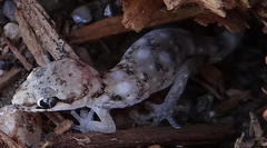 Pachydactylus punctatus