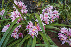Cymbidium