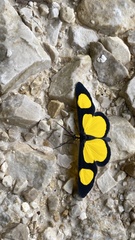 Cyllopoda jatropharia