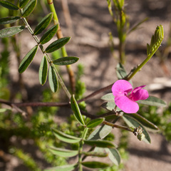 Tephrosia capensis capensis