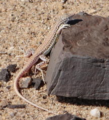 Pedioplanis breviceps