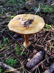 Cortinarius sulfurinus