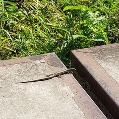 Podarcis muralis