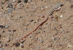 Namaqua Sand Lizard photo 4