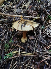 Cortinarius sulfurinus