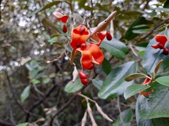 Quadrella odoratissima