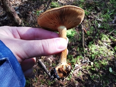 Cortinarius sulfurinus