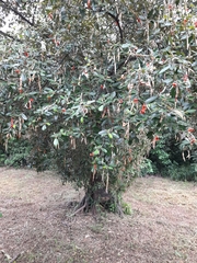 Quadrella odoratissima