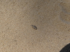 Myrmeleon formicarius