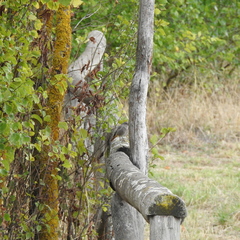 Phoenicurus ochruros