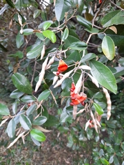 Quadrella odoratissima