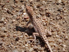 Meroles suborbitalis