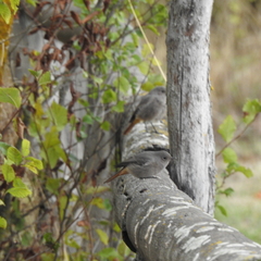 Phoenicurus ochruros