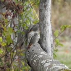 Phoenicurus ochruros