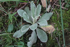 Silene coronaria