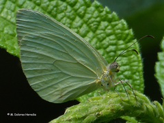 Pseudopieris nehemia