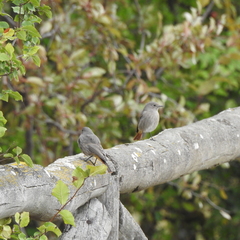 Phoenicurus ochruros