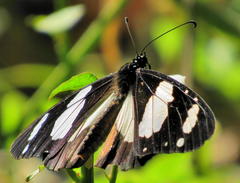 Amauris ochlea ochlea