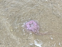 Chrysaora chesapeakei