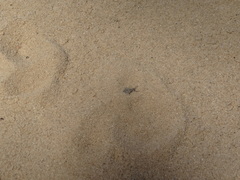 Myrmeleon formicarius