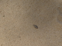 Myrmeleon formicarius