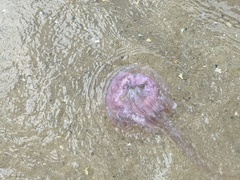 Chrysaora chesapeakei