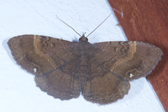 Hemeroblemma malitiosa