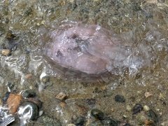 Chrysaora chesapeakei