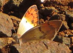 Colotis annae annae