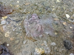 Chrysaora chesapeakei