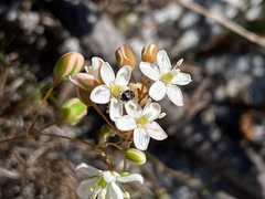 Pharnaceum elongatum