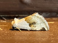 Plagiomimicus dimidiata