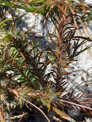 Pharnaceum elongatum